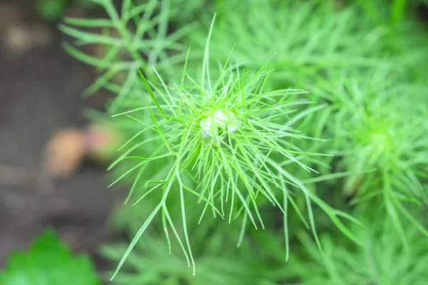 雨の後の庭の緑の草 — ストック写真