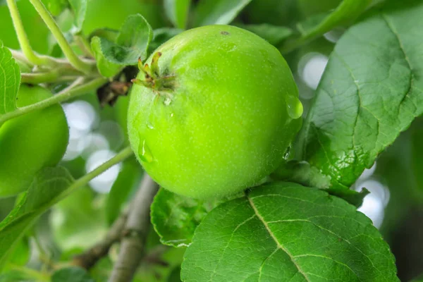 Kleine Grüne Äpfel Garten Nach Dem Regen — Stockfoto