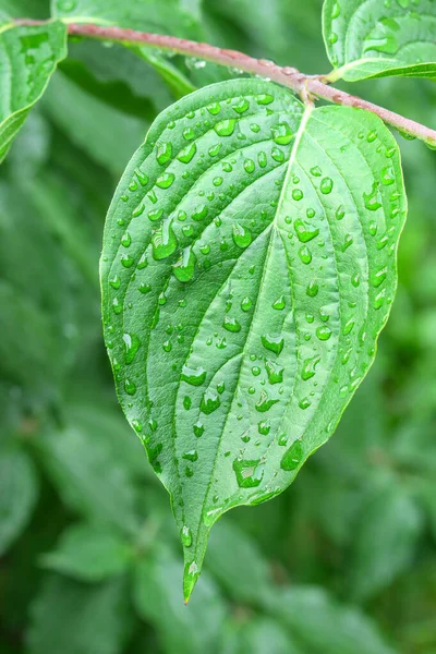 Zielone Liście Ogrodzie Deszczu — Zdjęcie stockowe