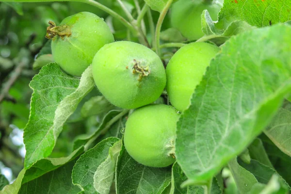 Kleine Groene Appels Tuin Regen — Stockfoto