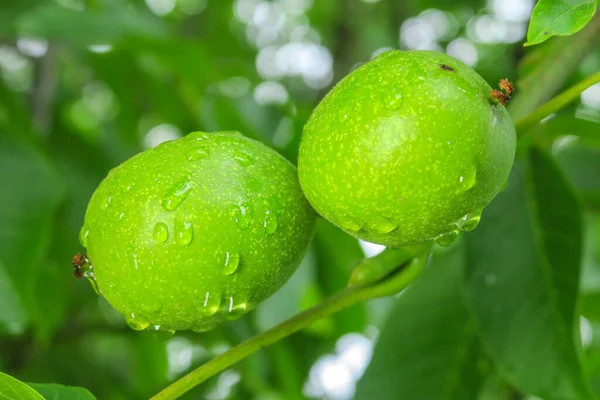 Nozes Verdes Uma Árvore Após Chuva — Fotografia de Stock