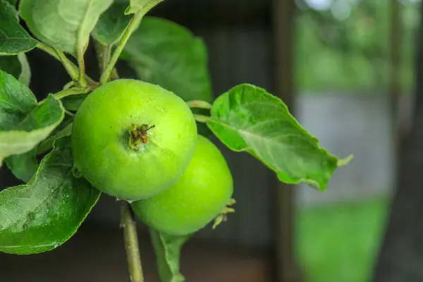 Kleine Grüne Äpfel Garten Nach Dem Regen — Stockfoto