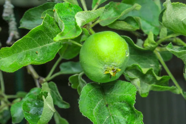 Małe Zielone Jabłka Ogrodzie Deszczu — Zdjęcie stockowe