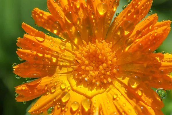 Hermosa Flor Amarilla Con Pétalos Gotas Agua —  Fotos de Stock