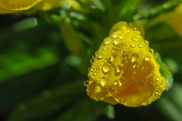 Hermosa Flor Amarilla Con Pétalos Gotas Agua — Foto de Stock