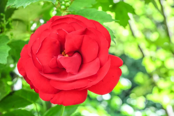 Όμορφα Κόκκινα Τριαντάφυλλα Στον Κήπο Κοντά Στο Δάσος — Φωτογραφία Αρχείου