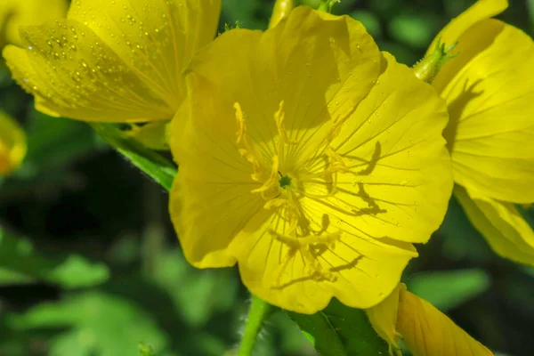 Yaprakları Damlaları Olan Güzel Sarı Çiçek — Stok fotoğraf
