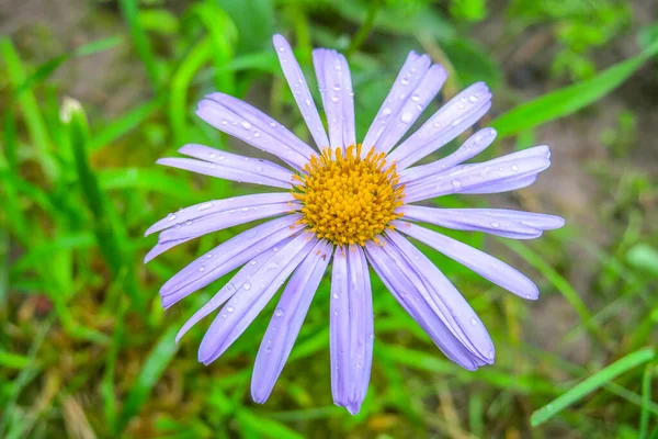 Beautiful Blue Yellow Flower Garden — Stock Photo, Image