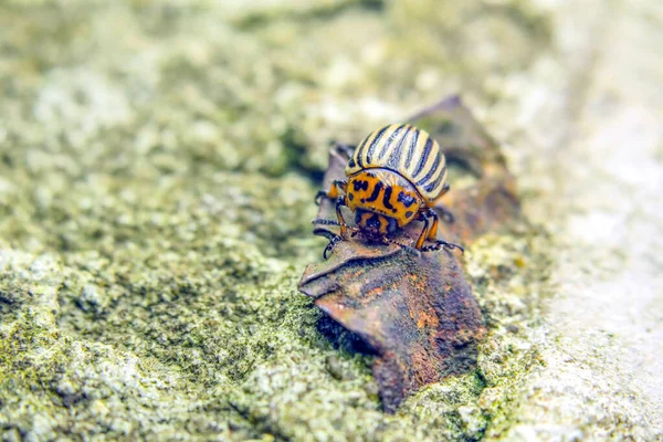 Scarabeo Della Patata Del Colorado Siede Sul Cemento — Foto Stock