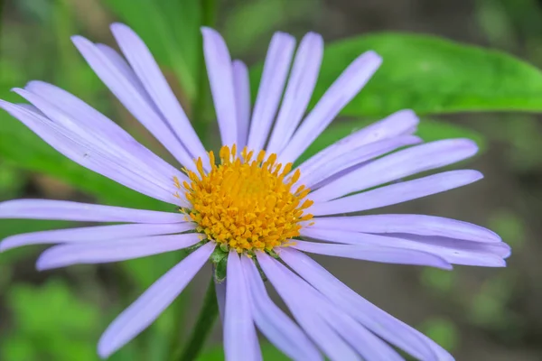 Beautiful Purple Flower Garden — Stock Photo, Image