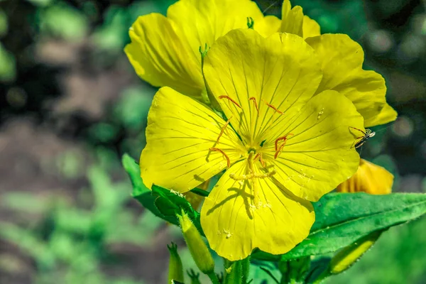 Bahçedeki Güzel Sarı Çiçek — Stok fotoğraf