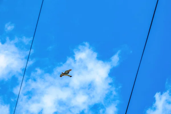 Pigeon Trouve Dans Ciel Les Lignes Électriques — Photo