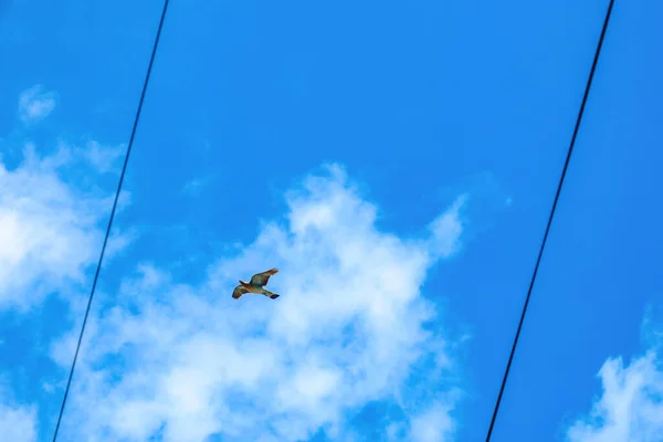 Piccione Giace Nel Cielo Linee Elettriche — Foto Stock