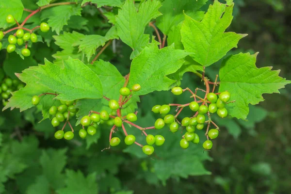 Hojas Verdes Arbusto Jardín — Foto de Stock