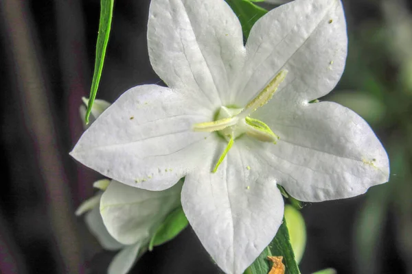 Krásné Bílé Květy Tvaru Hvězdy — Stock fotografie