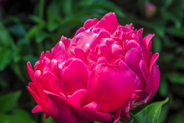 Hermosa Flor Peonía Roja Jardín — Foto de Stock
