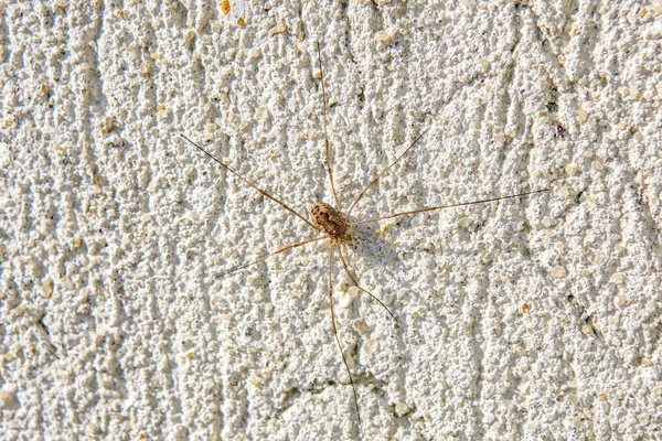 Duvardaki Küçük Siyah Örümcek Makro Fotoğraf — Stok fotoğraf