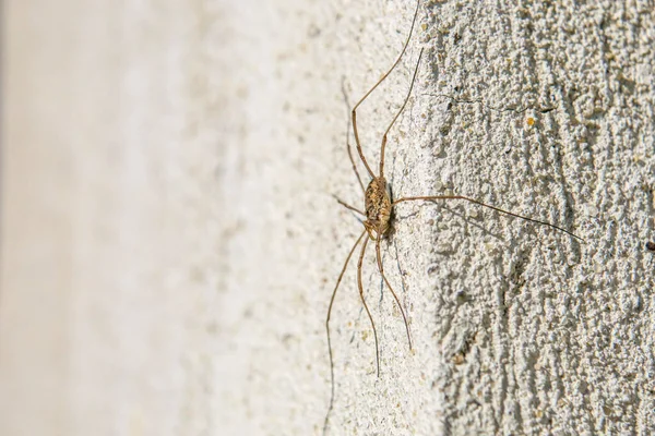 Kleine Zwarte Spin Muur Macro Fotografie — Stockfoto