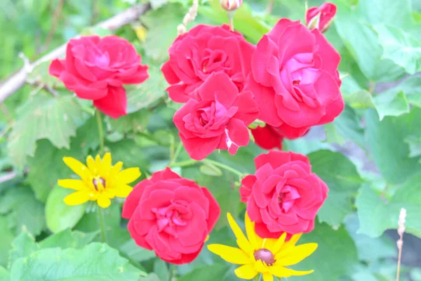 Bush Röda Ros Blommor Trädgården — Stockfoto