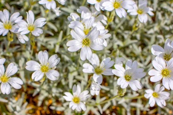 Piękne Białe Kwiaty Rumianku Polu — Zdjęcie stockowe