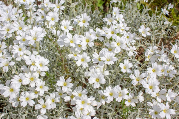 美丽的白色野花和野草 — 图库照片