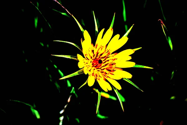 Yellow Wildflower Highway — Stock Photo, Image