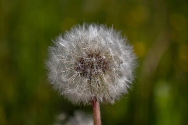 Weiße Löwenzahnfarbe Auf Dem Feld — Stockfoto