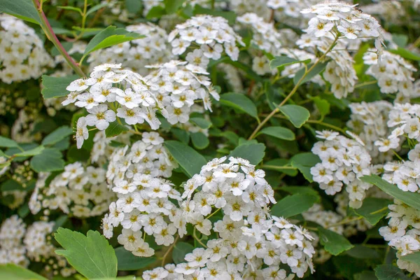 Beautiful White Wildflowers Grass — Stock Photo, Image