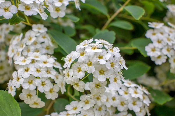 Schöne Weiße Wildblumen Und Gras — Stockfoto