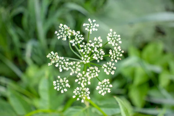 Beautiful White Wildflowers Grass — Stock Photo, Image