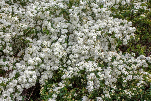 美しい白い野の花と草 — ストック写真