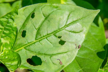 Bahçede yeşil yapraklar