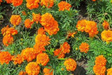 Şehirdeki parkta güzel kokulu çiçekler.