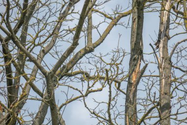 Gökyüzü arka planında eski kuru kestane ağacı