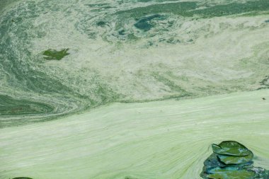 Parkın yakınındaki bir gölde çiçek açan su ve ekolojik bir felaket.