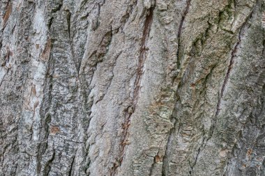 Parktaki yaşlı bir ağacın kabuk dokusu.