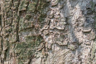 Parktaki yaşlı bir ağacın kabuk dokusu.