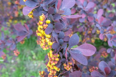 Parkta güzel bir çalı var, koyu kırmızı renkte.