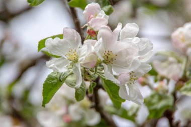 Ağaçtaki güzel beyaz elma ağacı