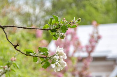 Ağaçtaki güzel beyaz elma ağacı