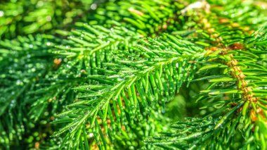 Bahçedeki bir Noel ağacının dalına çiy damlıyor.