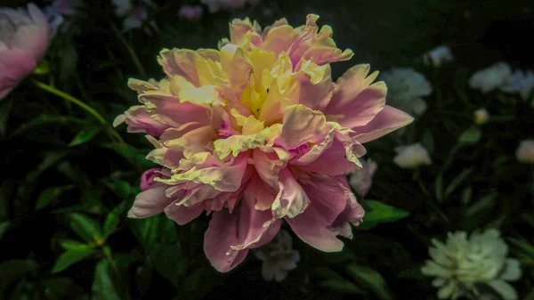 Hermosas Flores Peonía Jardín — Foto de Stock