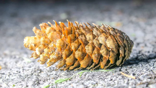 Nahaufnahme Von Zapfen Auf Dem Boden — Stockfoto