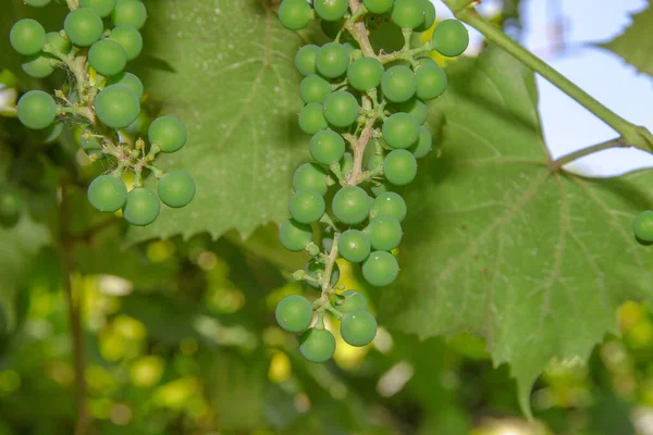 Green Leaves Bunches Unripe Grapes — Stock Photo, Image