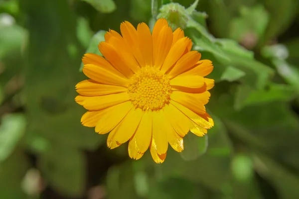 Lindas Flores Amarelas Jardim — Fotografia de Stock