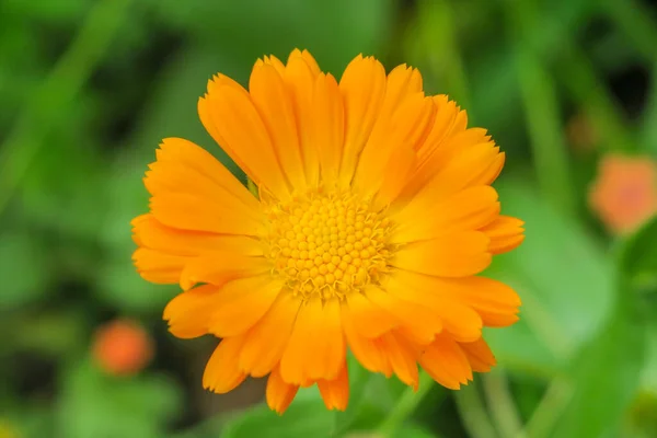 Hermosa Flor Amarilla Jardín —  Fotos de Stock