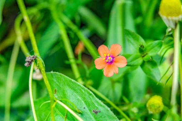 Folhas Verdes Jardim Perto Floresta — Fotografia de Stock