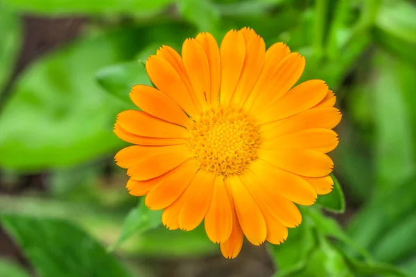 Beautiful Yellow Flower Garden Flowerbed — Stock Photo, Image