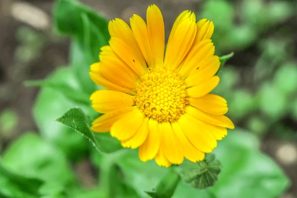 庭の美しい黄色の花 — ストック写真