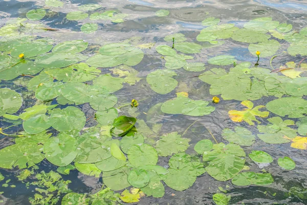 Bunga Lili Air Hijau Kuning Atas Air Kolam — Stok Foto